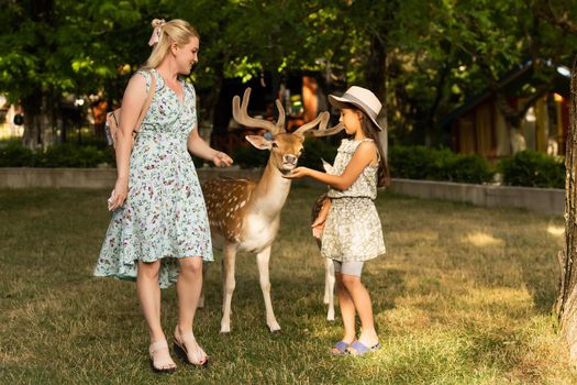 Child feeding wild deer at petting zoo. Kids feed animals at outdoor. Little girl watching reindeer on a farm. Kid and pet animal. Family summer trip to zoological garden. Herd of deers