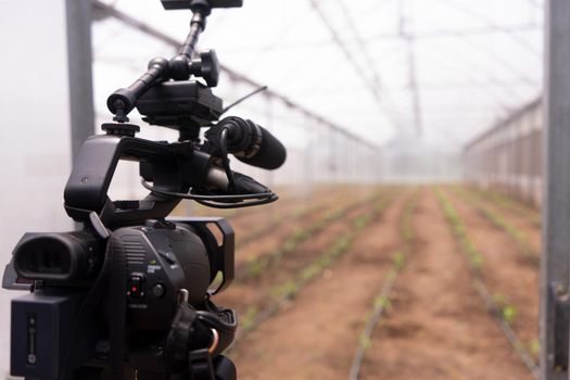 Camera filming a vegetable plantation inside a greenhouse with a controlled irrigation and temperature environment