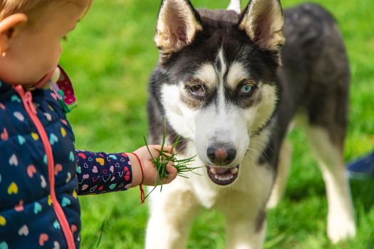 Baby is playing with a husky dog. Selective focus. Animal.
