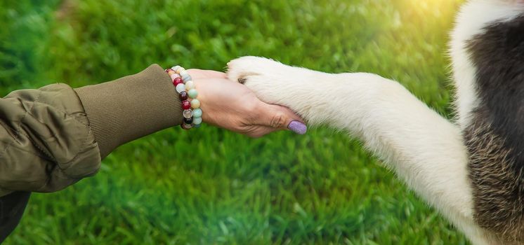 The dog gives a paw to a man. Selective focus. Animal.