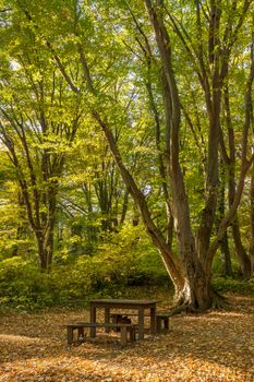 wooden benches and table in the beautiful forest for rest