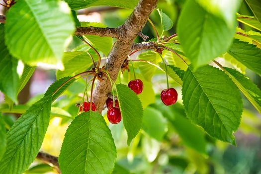 Cherries hanging on a cherry tree branch between leaves. Red and sweet cherries on a branch