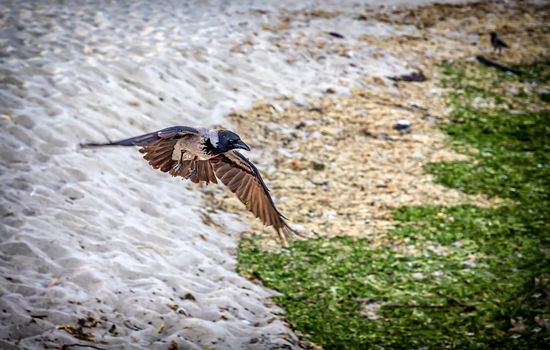 natural crow raven flying over the sand