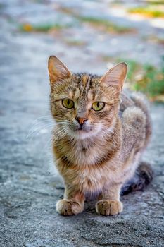 European cat portrait. Portrait of beautiful cat. Cute three color cat. European short haired cat. 