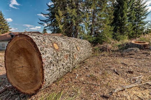 large cut tree on the ground in the mountain