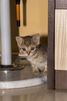 A cute little kitten with big eyes looks behind the cabinet