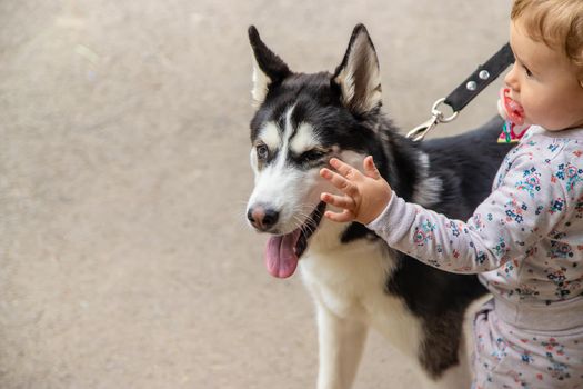 Baby is playing with a husky dog. Selective focus. Animal.