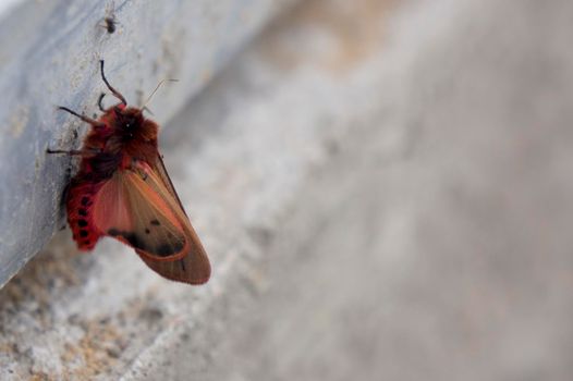 red and beautiful butterfly at concrete background.