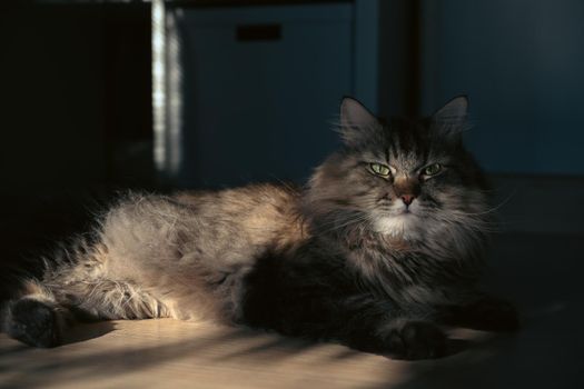 Lovely cat lying on wooden floor in bright living room.