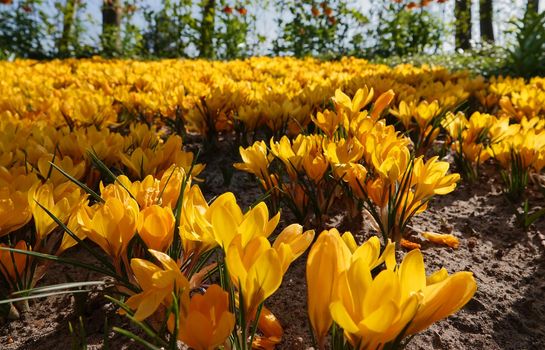The Crocus flavus, yellow crocus, Dutch yellow crocus or snow crocus is part of the family Iridacea. It naturalizes well in gardens, and has escaped cultivation. Location: Keukenhof, the Netherlands