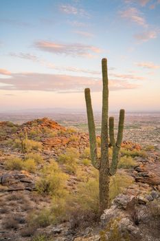 View of Phoenix with  Saguaro cactus at sunrise