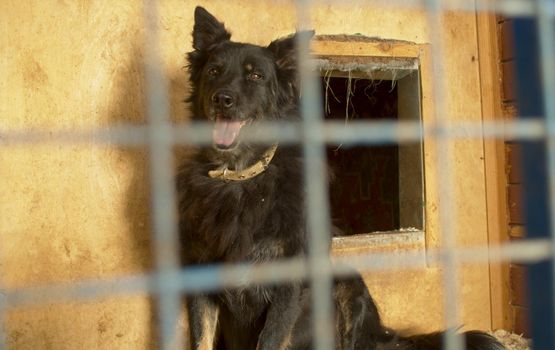 Black mongrel pensive dog in its cage at a animal shelter waiting to visitor
