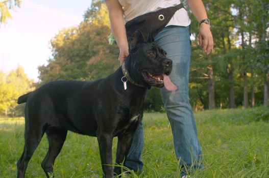 Big black dog and its owner in the park. Woman holds a dog by the collar