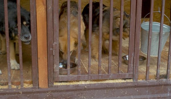 A dog in dog's shelter eating. Volunteering and helping concept.