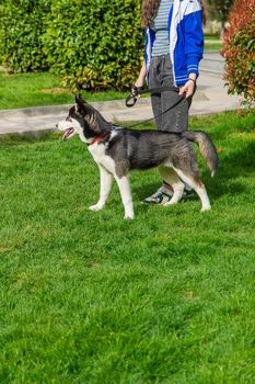 The owner walks with a husky dog. Selective focus. Animal.