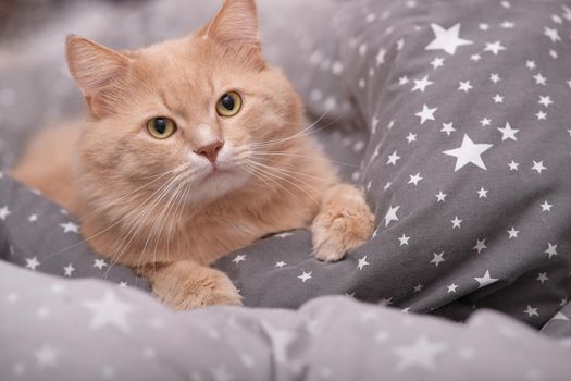 Fluffy ginger cat on a gray bedspread. Long-haired cat in the crib. Molting cats