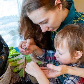 family hobby and time together: home garden care. Planting seed in peat pots and peat tablets. baby plays with seeds, tools and soil are ready for planting. Growing seedlings for gardening.