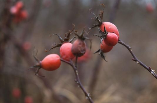 Rosehip in late autumn in the field. Rosehip branch in cold weather.