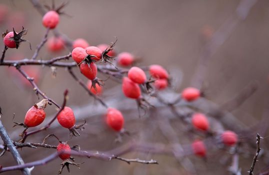 Rosehip in late autumn in the field. Rosehip branch in cold weather.