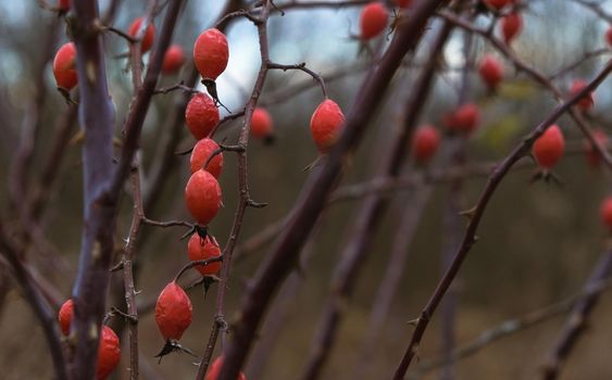 Rosehip in late autumn in the field. Rosehip branch in cold weather.