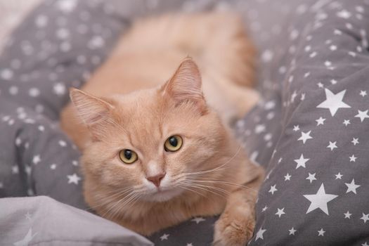 Fluffy ginger cat on a gray bedspread. Long-haired cat in the crib. Molting cats