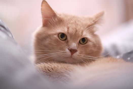 Fluffy ginger cat on a gray bedspread. Long-haired cat in the crib. Molting cats