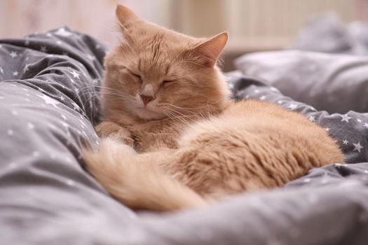 Fluffy ginger cat on a gray bedspread. Long-haired cat in the crib. Molting cats