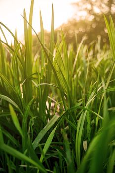 Green grass close-up. Bushes on the lake in sunset light.