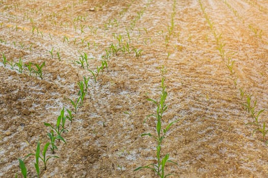 Young green corn growing on the field. Young Corn plants covered poplar fluff