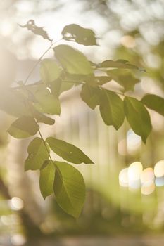 Green leaves of a tree close-up illuminated by sunbeams. High quality photo