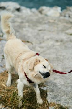 Portrait of a handsome golden labrador retriever. High quality photo