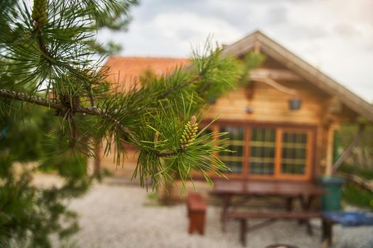 Spruce branch on the background of a blurred wooden house. High-quality photo