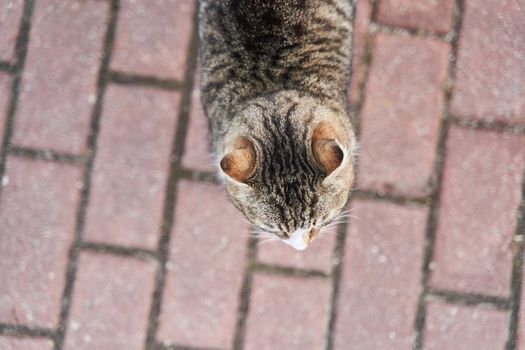 Fat Gray-white cat walks on the sidewalk. Homeless cat.