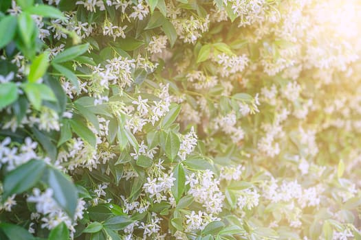 A wall of Star Jasmine flowers in bloom on a spring day. Background spring.