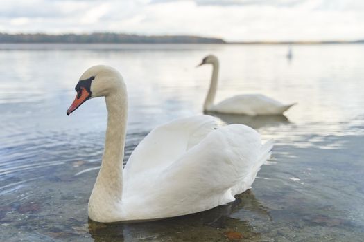 White swans swim in the lake. Kaliningrad region. High-quality photo