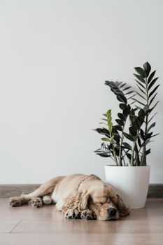 American cocker spaniel sleeping on the floor near a flower. High-quality photo