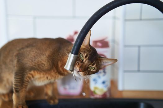 Beautiful cat Bengal breed drinking water from the tap. High quality photo