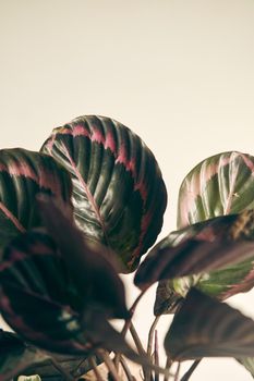 Bush rosepictain calathea medallion in a pot on a shelf. Bushes with plants in the interior