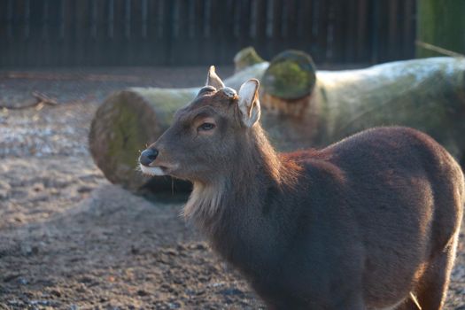 View of a wild deer in the forest. A family of artiodactyl mammals