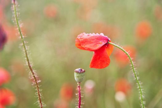 Red poppy close-up. Meadow with beautiful bright red poppy flowers in spring. High-quality photo