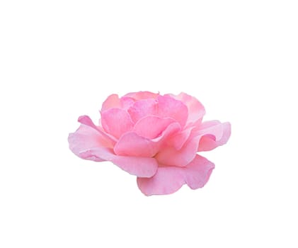 open beautiful pink rose blossom isolated on white background.
