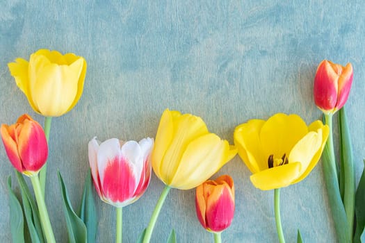 flat lay with floral and summer background. top view on many colorful tulips on a blue wooden table. flower meadow copy space