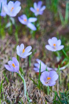 Violet snowdrops in the spring forest close-up. The first spring purple snowdrops bloom in the grass. High quality photo