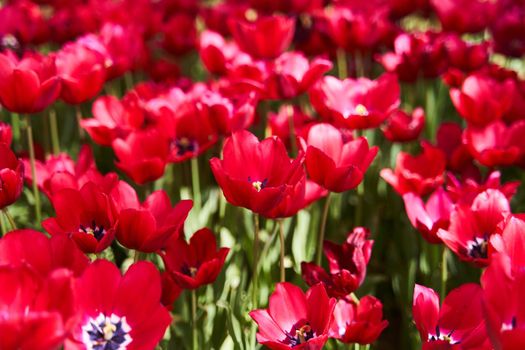 Red beautiful tulips field in spring time with sun rays. High quality photo