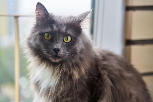 Portrait of a handsome green-eyed gray cat. High quality photo