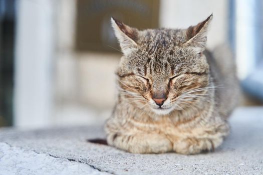 street gray cat sleeps on the steps in Herceg Novi. High quality photo