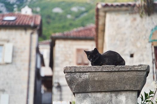 Dark beautiful cat sitting on the street. High quality photo