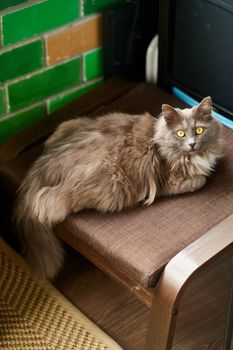 Portrait of a handsome green-eyed gray cat. High quality photo