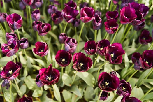 Purple beautiful tulips field in spring time with sun rays. High quality photo