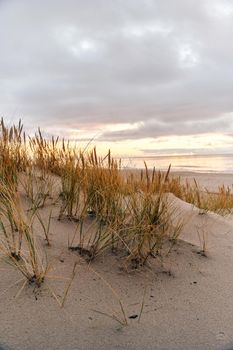 Tall dunes with dune grass and a wide beach below. The shore of the baltic sea. Sunset on the beach in Yantarniy